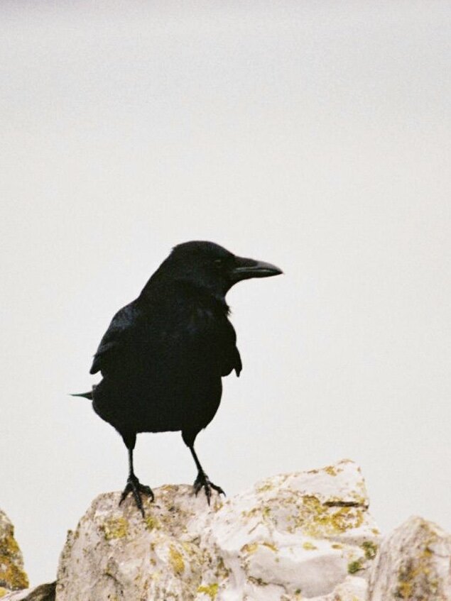 Crow.