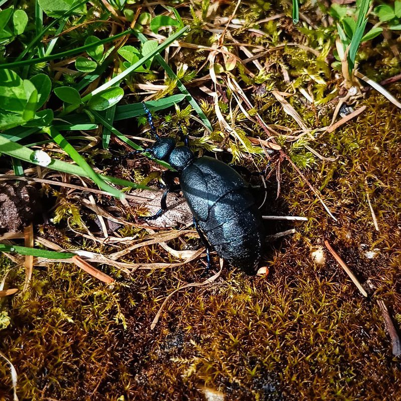 A beetle in the garden.