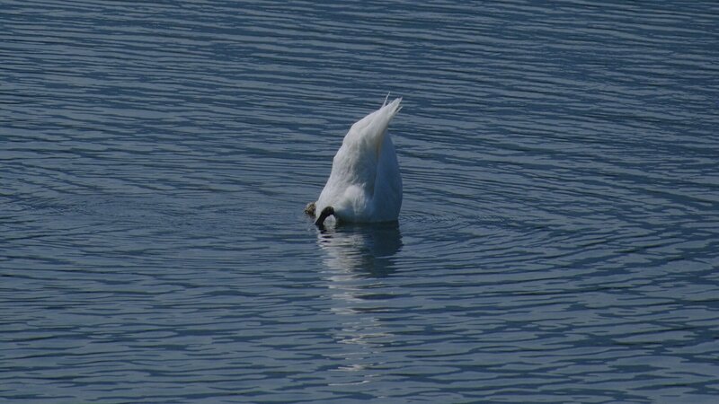 Swan.