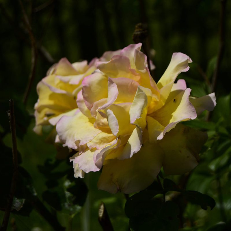 One last flower.
