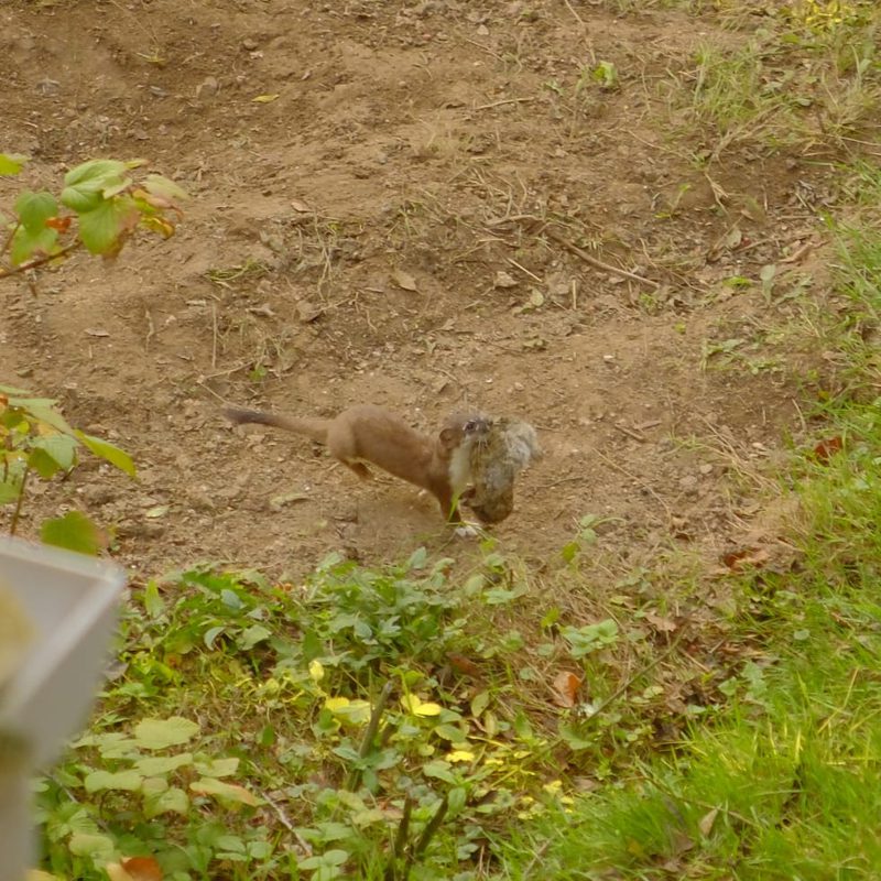Garden murder.