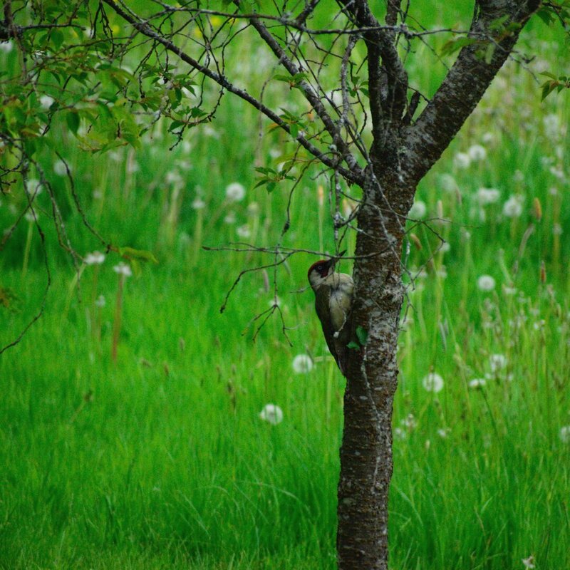 Woodpecker.